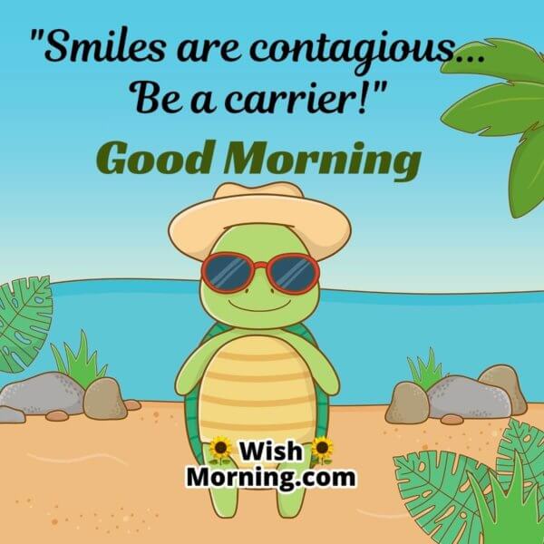 Good Morning Tortoise Images - Wish Morning