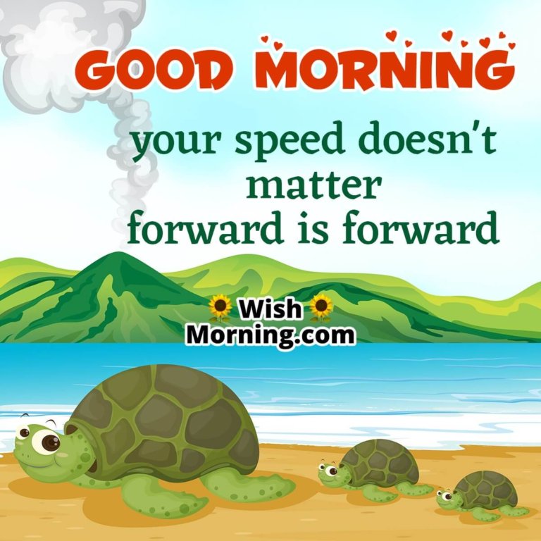 Good Morning Tortoise Images - Wish Morning