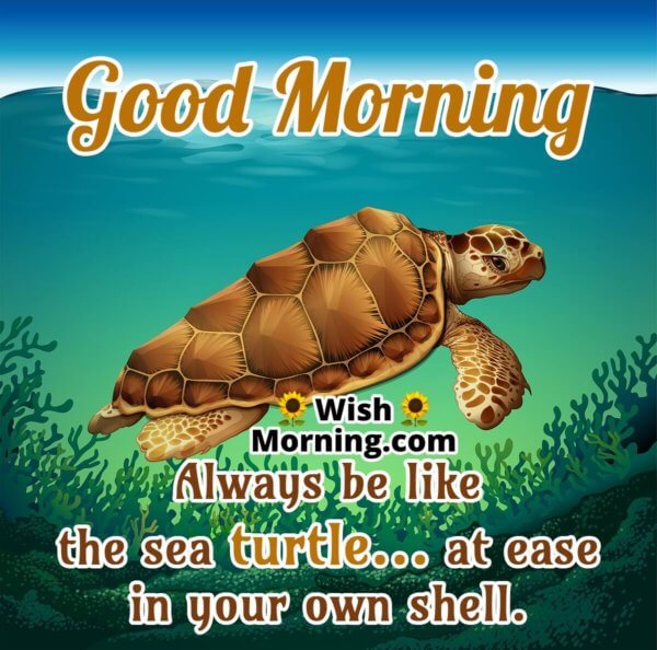 Good Morning Tortoise Images - Wish Morning