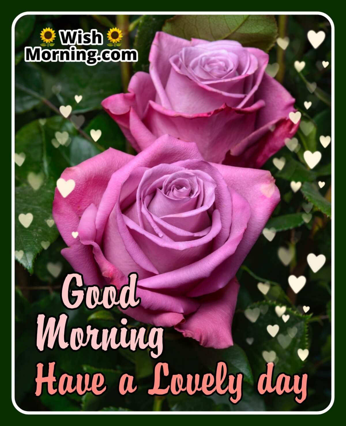 good morning beautiful rose hd