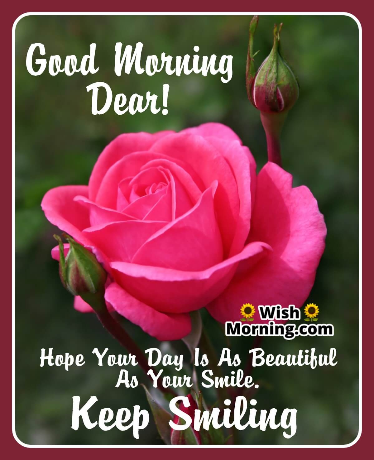 Good Morning Wishes With Rose Flower - Wish Morning