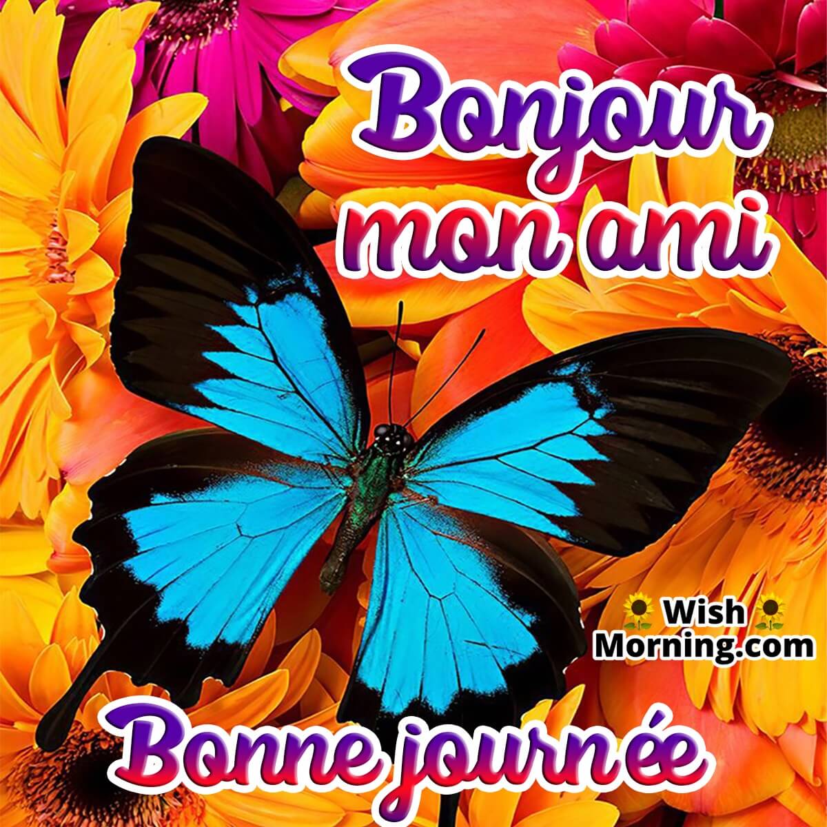 Bonjour Mon Ami Bonne Journee