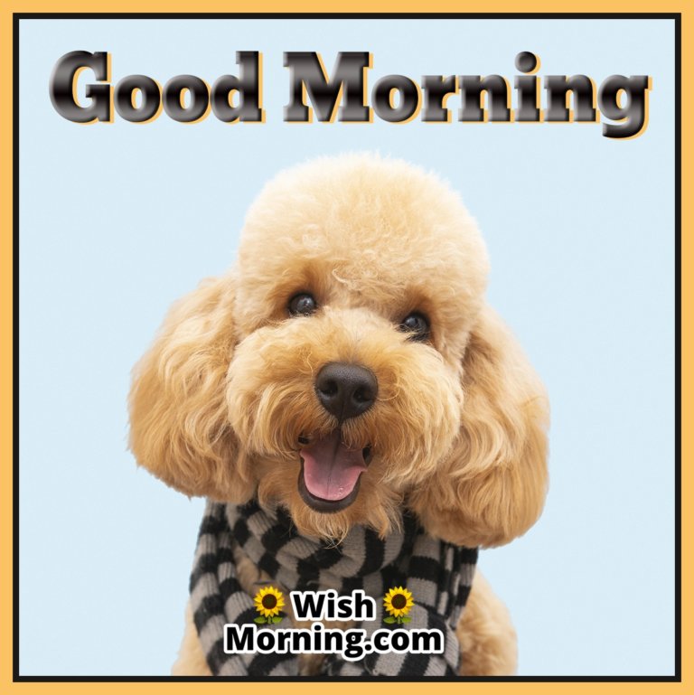 Good Morning Dog Images - Wish Morning