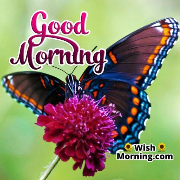 Good Morning Butterfly Images - Wish Morning