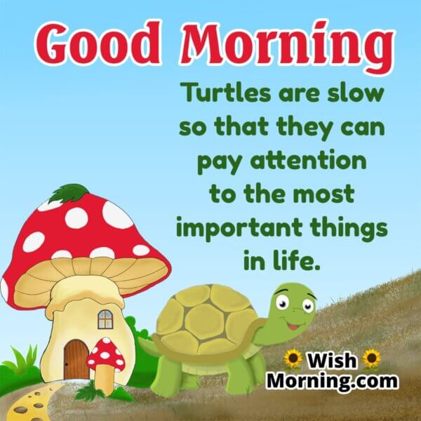 Good Morning Tortoise Images - Wish Morning