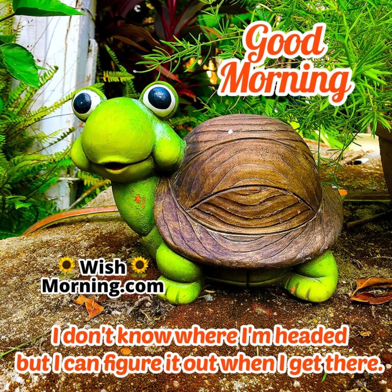 Good Morning Tortoise Images - Wish Morning