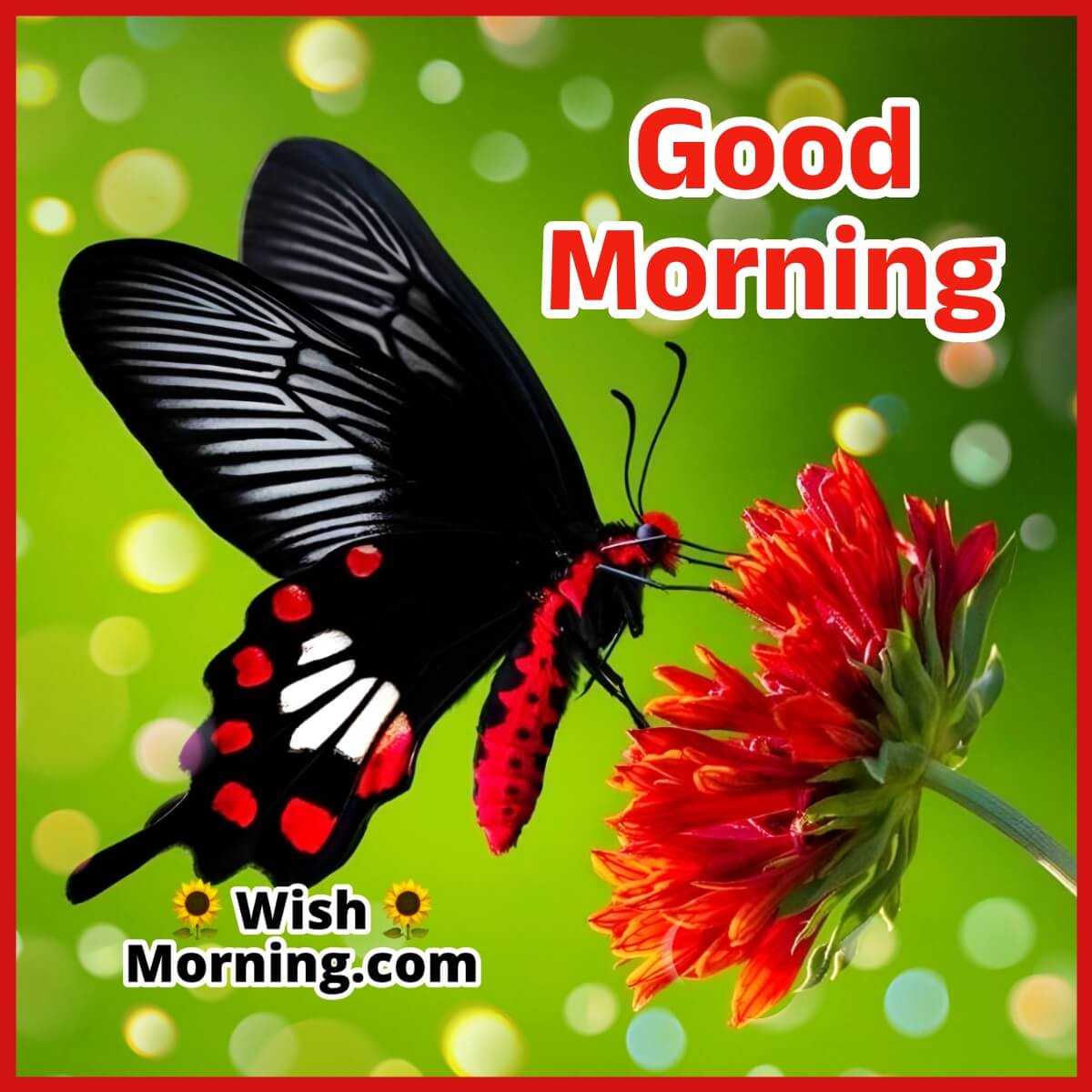 Good Morning Butterfly Picture