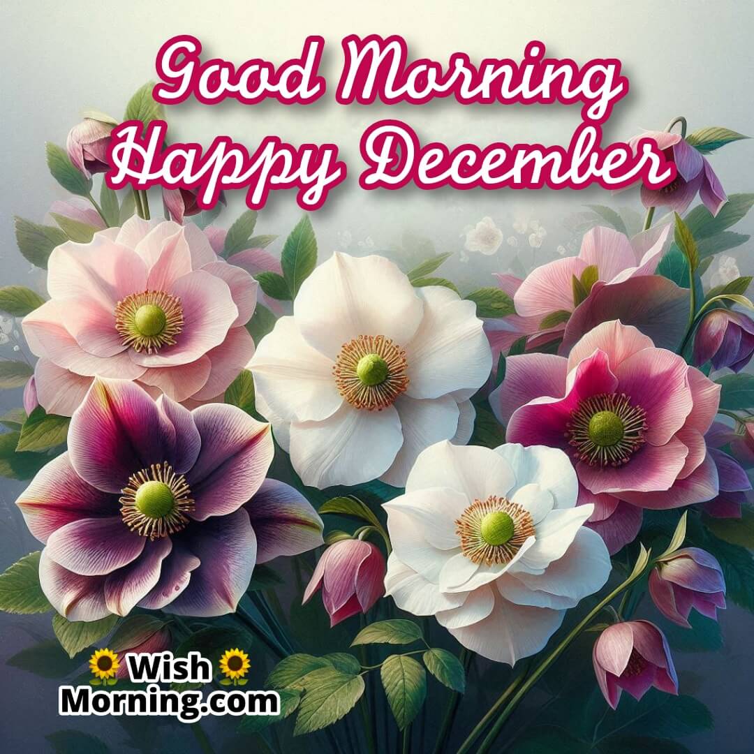 White, pink, and purple hellebores, also known as Christmas roses, blooming in a frosty garden under soft December morning light with the text Good Morning Happy December.