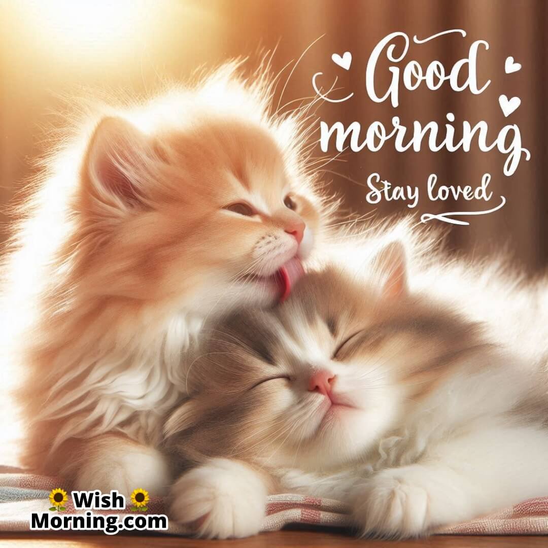 Two cats cuddling and kissing in the morning, symbolizing warmth, companionship, and tenderness.